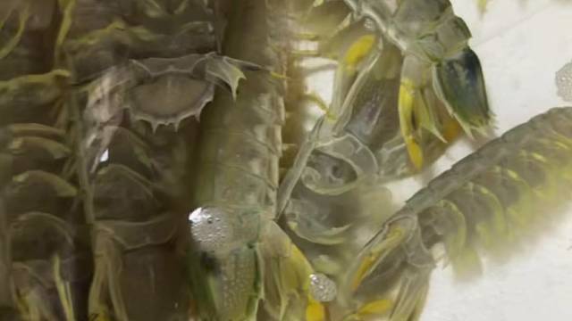 富贵虾今天是小菜