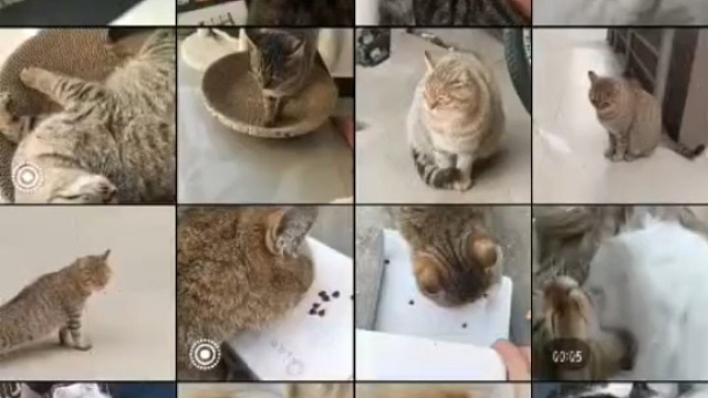 哈基咪