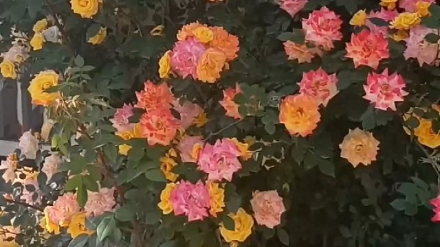 人不能总是待在自己的命运里痛苦，
应该允许自己像一朵花，一棵树，
一根草那样