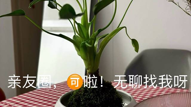 诚实是成功者最珍贵的品格