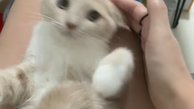 小猫咪太可爱了，撸一下