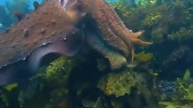 不是害羞，是在示威！悉尼海域巨型乌贼上演变色秀，潜水员靠近瞬间完成华丽转变