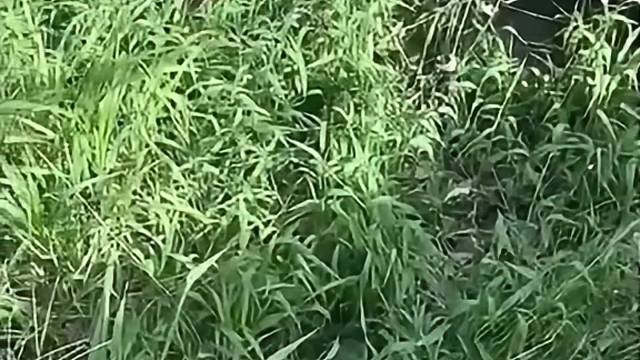 狗子被神秘动物吞噬太吓人了
