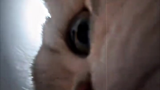 小猫牢弟