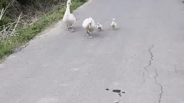 感谢麋鹿哥哥的千元榜