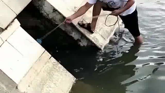 怎么有条鱼飞上天了