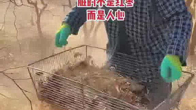 不怕你不买，就怕你嫌脏，自然吊干的红枣别嫌弃