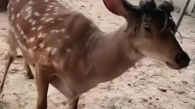 鹿：我招谁惹谁了