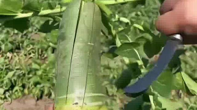 水果萝卜大量上市