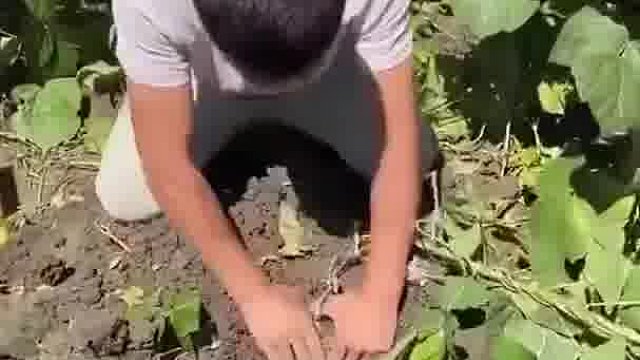 它有很多水，可以解渴