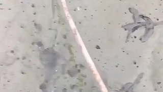 大甲魚一只，今晚來個霸王別姬