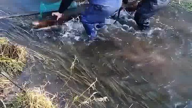 下网捕鱼哥俩合作撵鱼爆网了