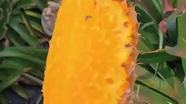 菠萝削皮后有“内刺”需要剔除；而凤梨削掉外皮后没有“内刺”，不需要刀划出一道道沟