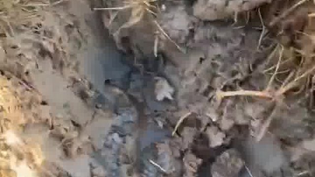 男子户外抓黄鳝，拿着铁锹一路追着挖，不禁让人调侃！