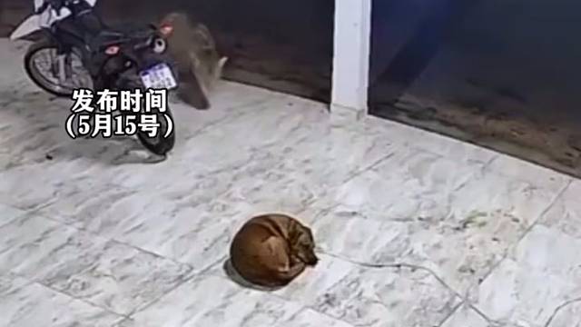 花豹袭击狗子