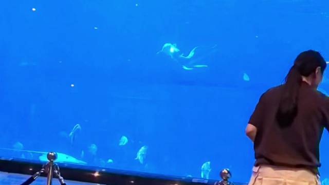 海洋馆里的以多欺少