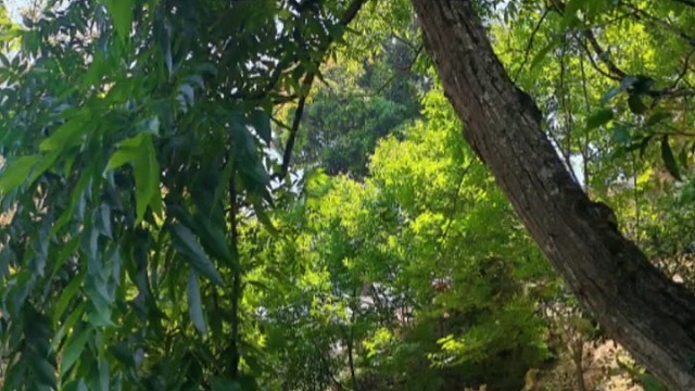 春色满园关不住