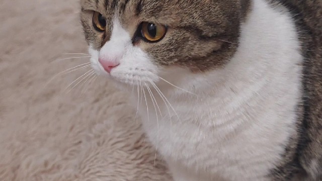 猫咪