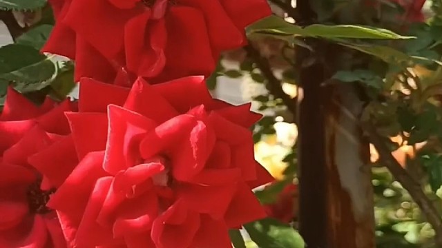 至今为止没人能解释
这首《水边的阿狄丽娜》为何自带be感
温柔里藏着怅然，治愈中带着遗憾