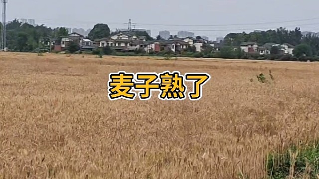 麦子熟了
