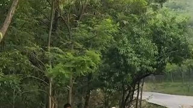 小男孩看见小羊冲上来赶紧躲开，没想到小羊是有求于他，网友：太治愈了