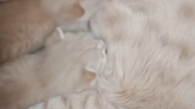 小猫咪长大