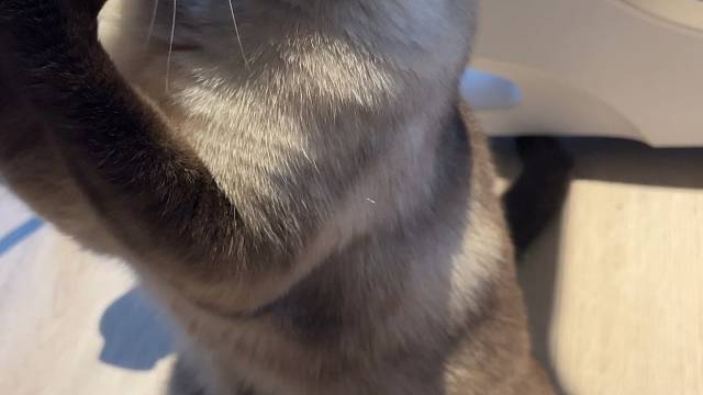 暹罗猫