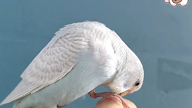 小鸟～