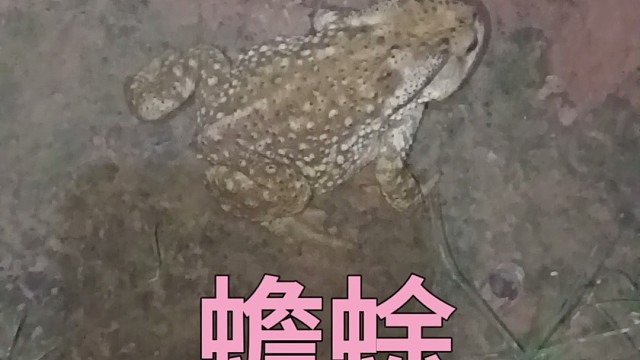 蟾蜍