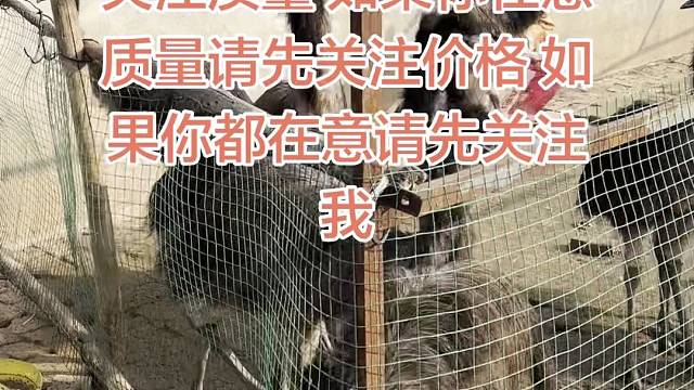 专业鸸鹋养殖