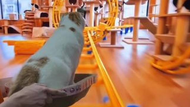 猫咪第一次坐过山车