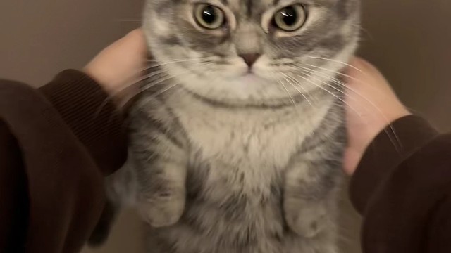 小猫咪
