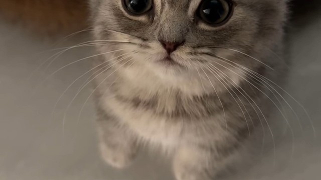 小猫咪
