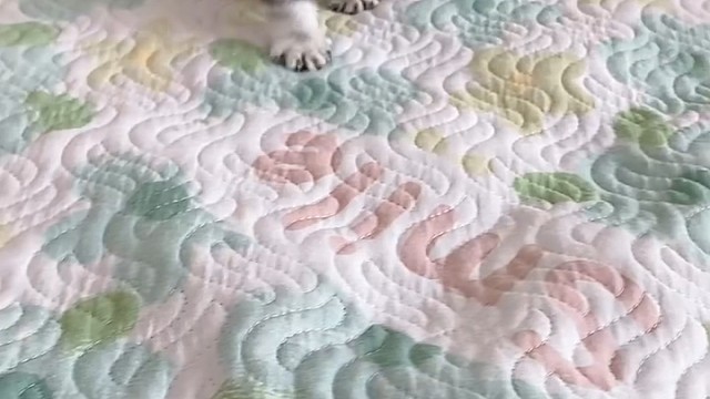 小猫咪
