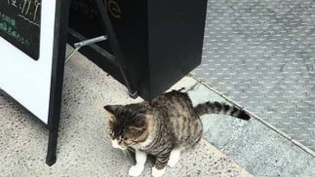哈哈哈舞房楼下的小猫咪