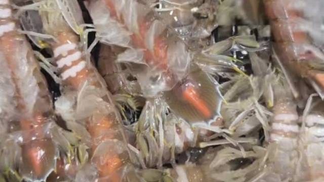 每天都是石斑，龙虾，兰花蟹，膏蟹食材看得见。