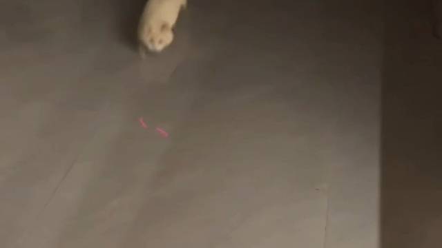 你强任你强，猫界关中王…