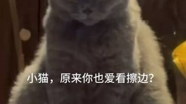 兄弟们，猜猜它是公猫母猫？ 
可爱的猫猫和美丽