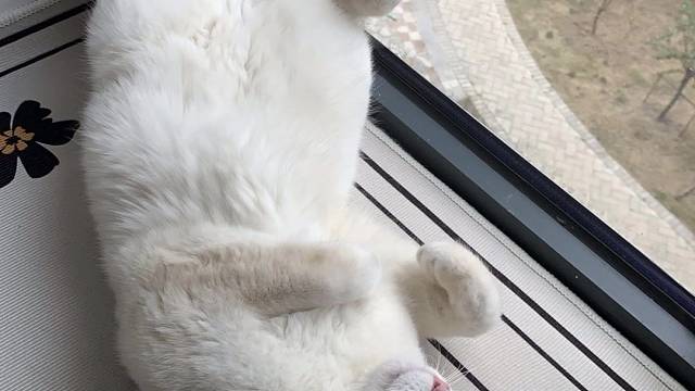 随时随地大小睡，我是猫咪我怕谁…
