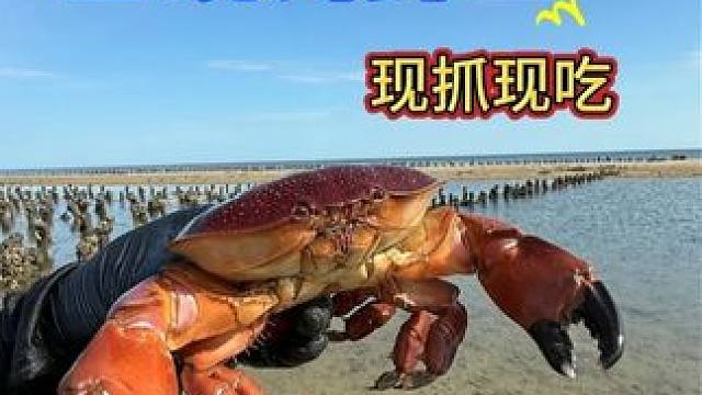 小渔村的自助海鲜面，现抓现吃
