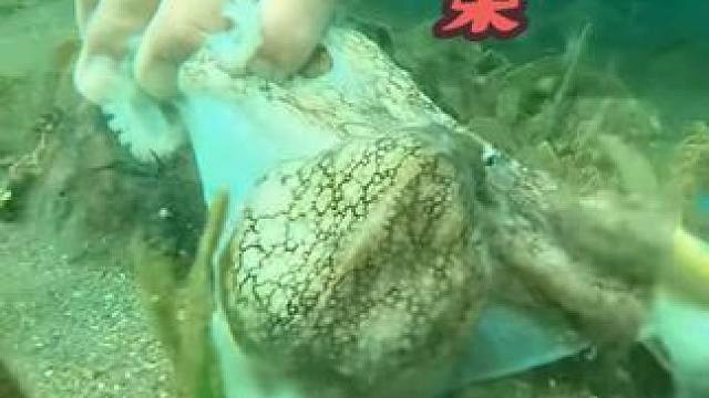 海底赶海抓鱼之开个盲盒喂小鱼粉丝们最后也太好玩了