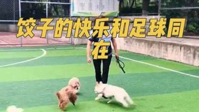 带饺子去球场玩球，快乐直接翻倍 每次带饺子去球场玩球，它一撒欢儿就像自带小太阳似的，浑身都在发光。