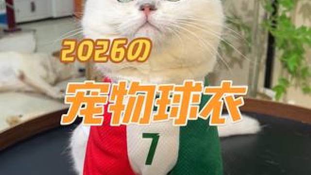 猫咪也有自己的小球衣了