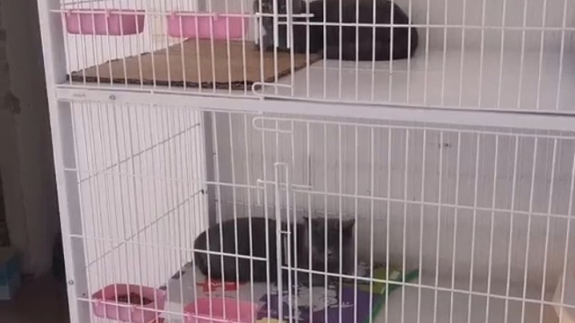 自家猫舍