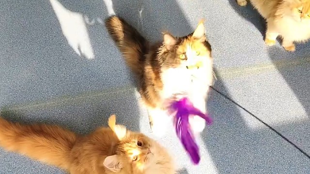 自留的，猫宠