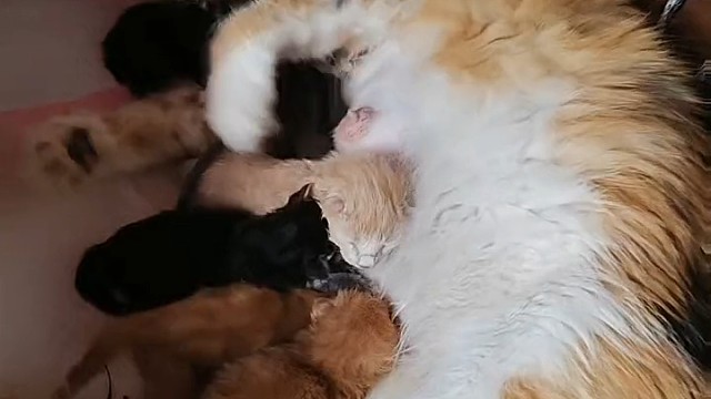 猫咪生产
