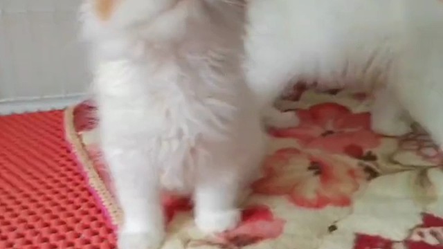 缅因幼崽