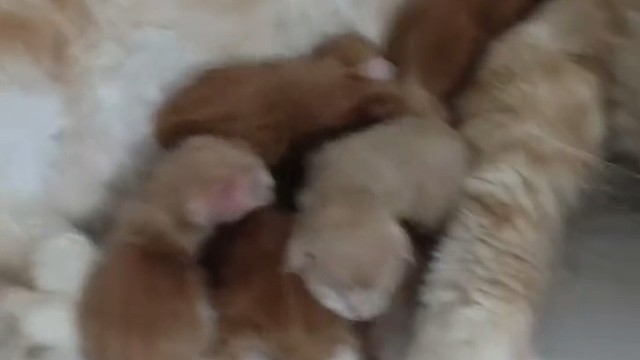 猫咪生产