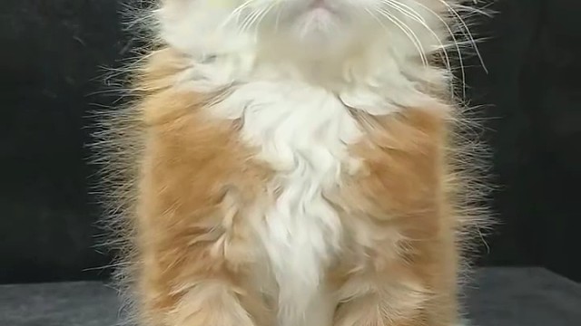 红虎加白蓝眼弟弟