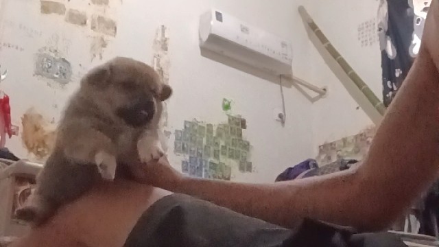 小旺柴